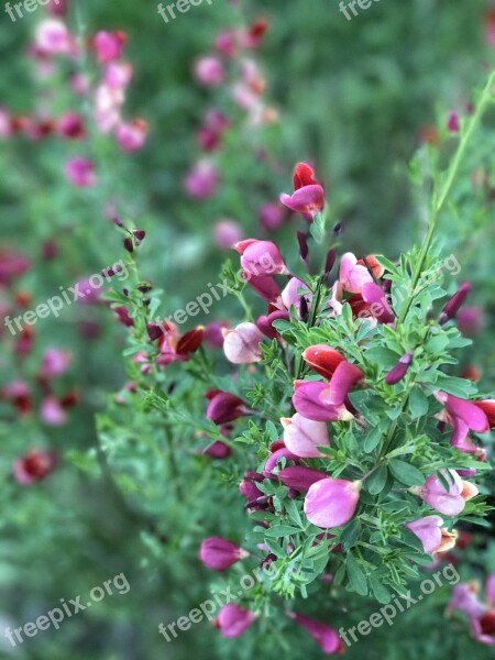 Pink Flowers Plant Pink Nature Flower