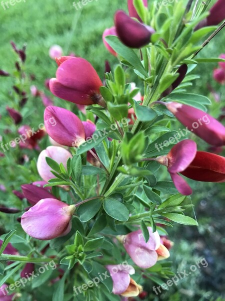 Pink Flowers Plant Pink Nature Flower