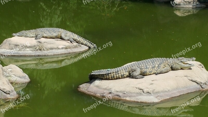 Crocodile Lazy Day Crocodiles On Rocks Free Photos