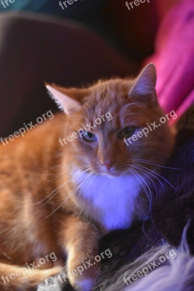 Cat Red Pet Snuggle Free Photos