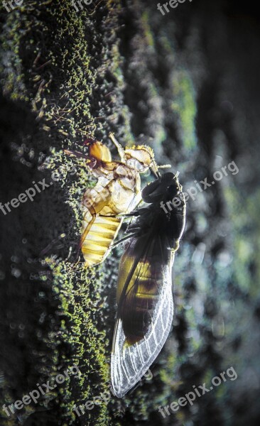 Cicada Dipteran Night Insects Maccro