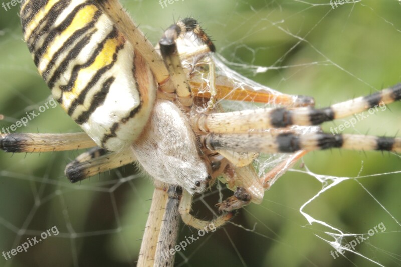 Animals Spider Nature Animal Insects