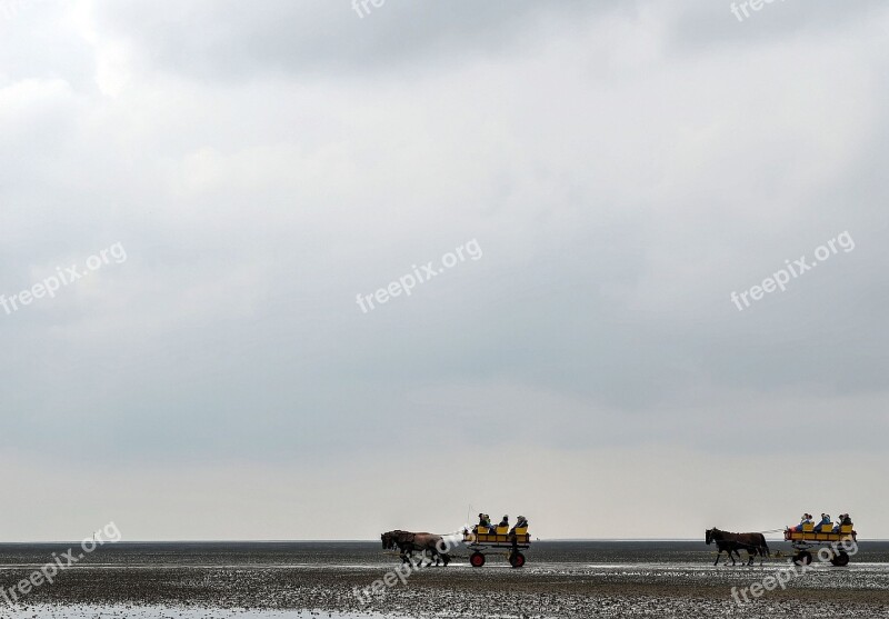 Wadden Sea West Frisian Sea Cuxhaven Horse And Carriage