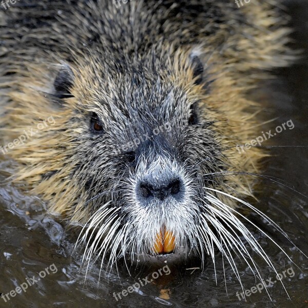 Nutria Rat Water Tooth Eyes