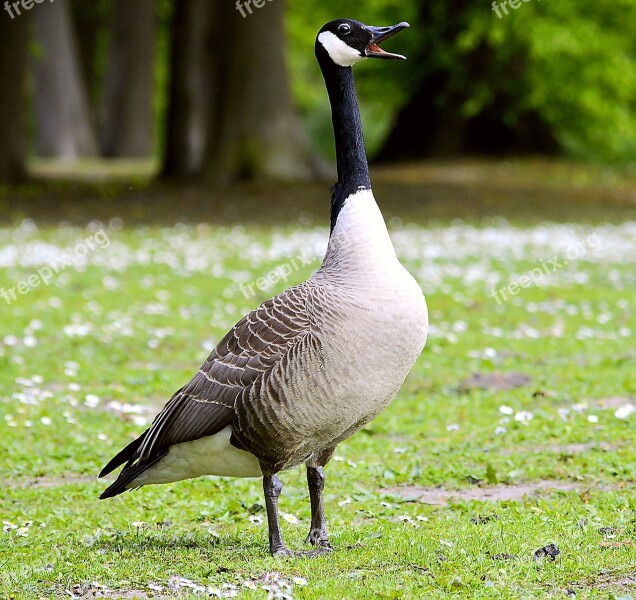 Canada Goose Chatter Poultry Bill Animal World