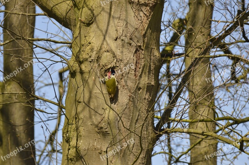 Green Woodpecker Tree Aesthetic Woodpecker Birds