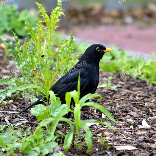 Blackbird Males Bird Sisngvogel Garden