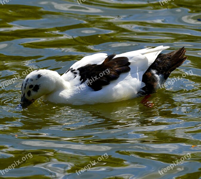 Mallard Bastard Plumage Water Feather