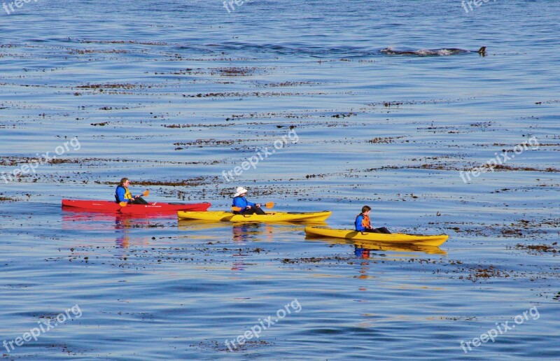 Kayak Boat Ocean Paddle Kayaking