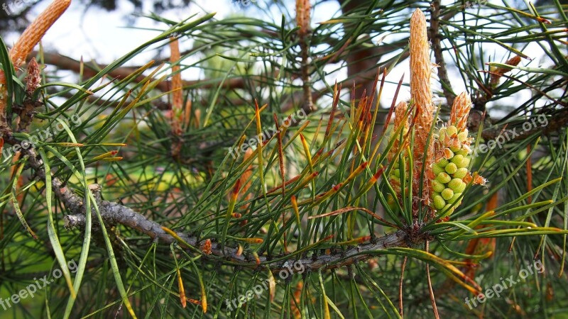 Pine Pine Cone Development Nature Conifer