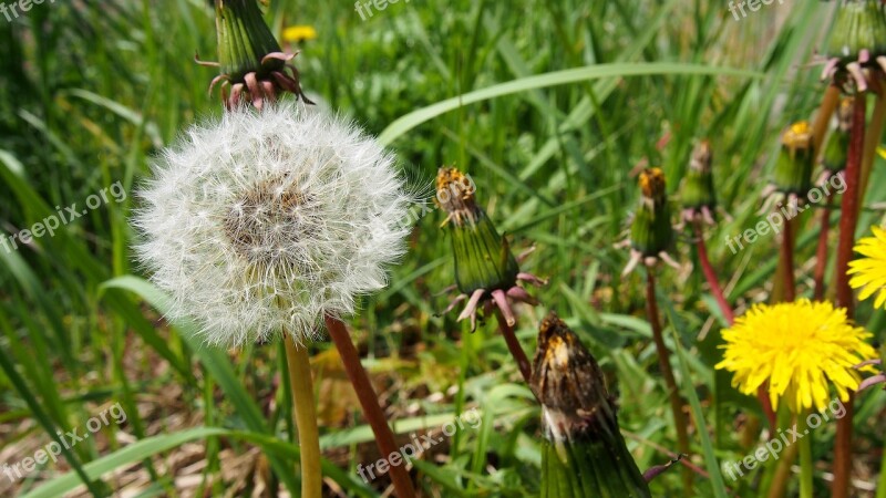 Sonchus Oleraceus Dandelion Plant Nuns Meadow