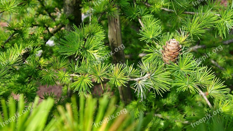 Pine Cone Larch Tree Sprig Closeup