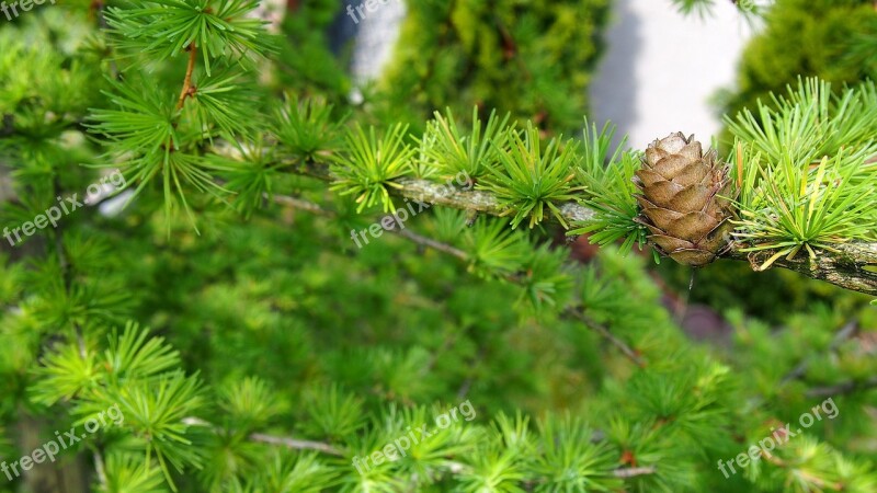 Pine Cone Larch Sprig Closeup Nature