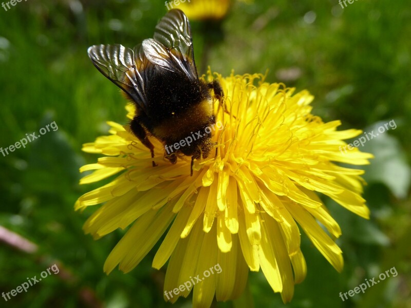 Buttercup Snapdragon Dandelion Bee Hummel