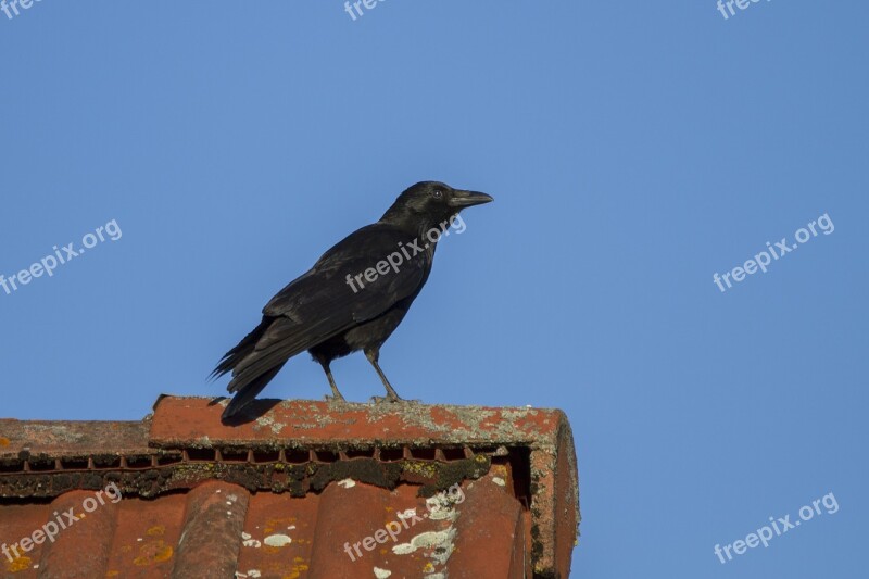 Raven Crow Bird Free Photos