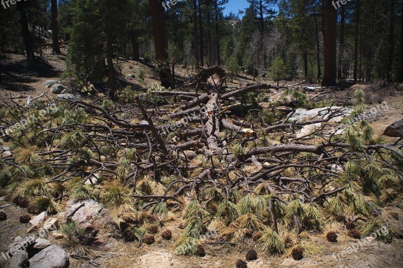 Pine Tree Branch Forest Fallen