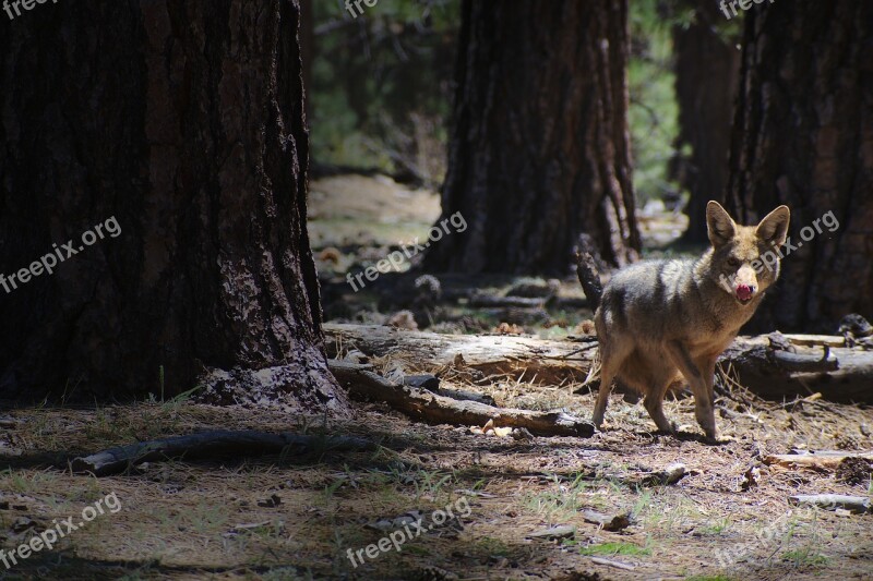 Coyote Tongue Nature Wild Fur