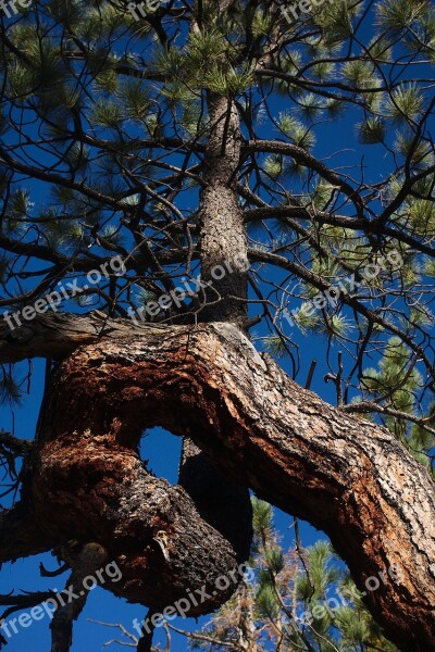 Pine Tree Jeffrey Nature Green