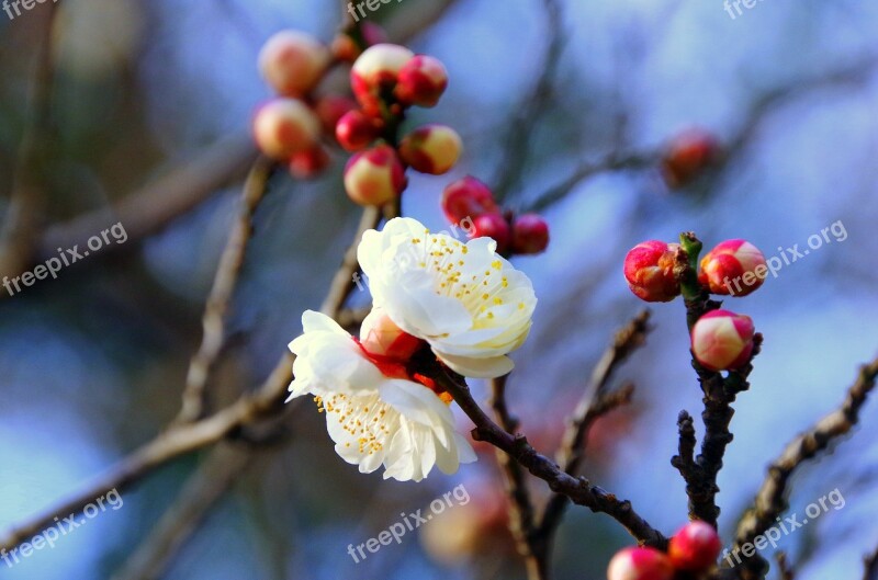 Plum Japan Spring Flowers Natural