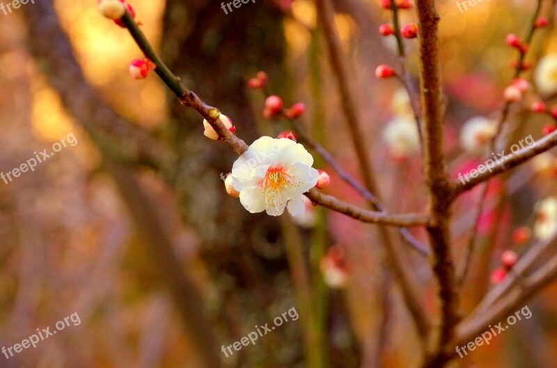 Plum Japan Flowers Natural White Flowers