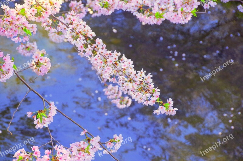 Cherry Blossoms Japan River Flowers Spring