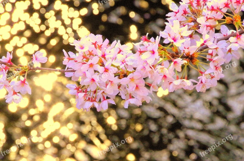 Cherry Blossoms Japan Flowers Spring Pink