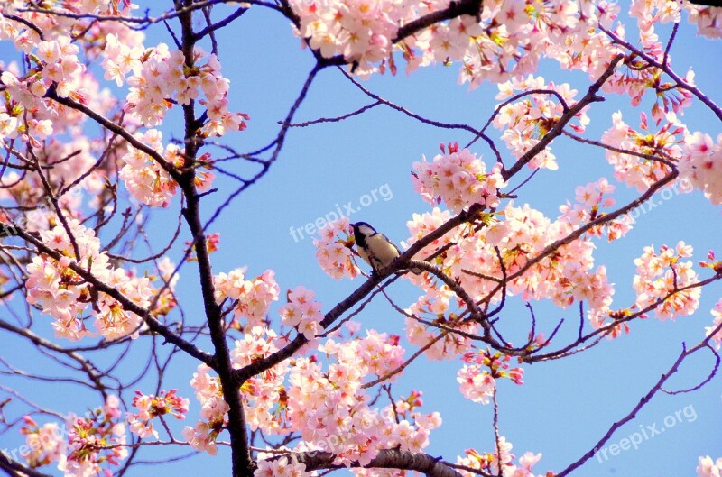 Cherry Blossoms Japan Pink Spring Flowers