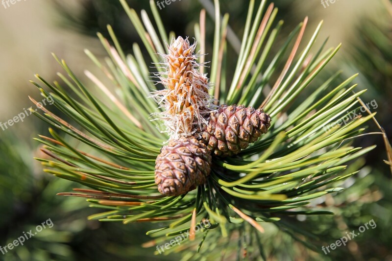 Black Pine Pine Cone Pine Candle Evergreen Pine Needles