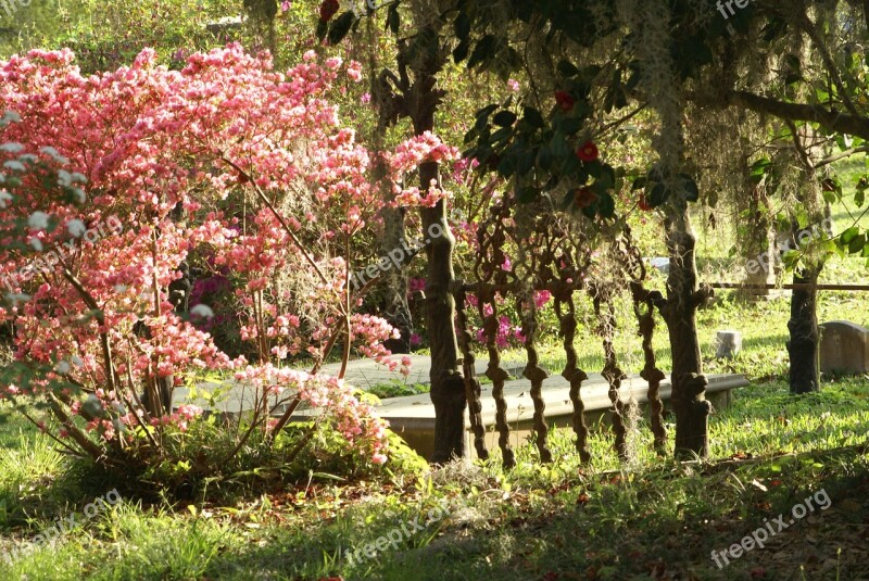 Garden Flowers Gate Pink Azaleas