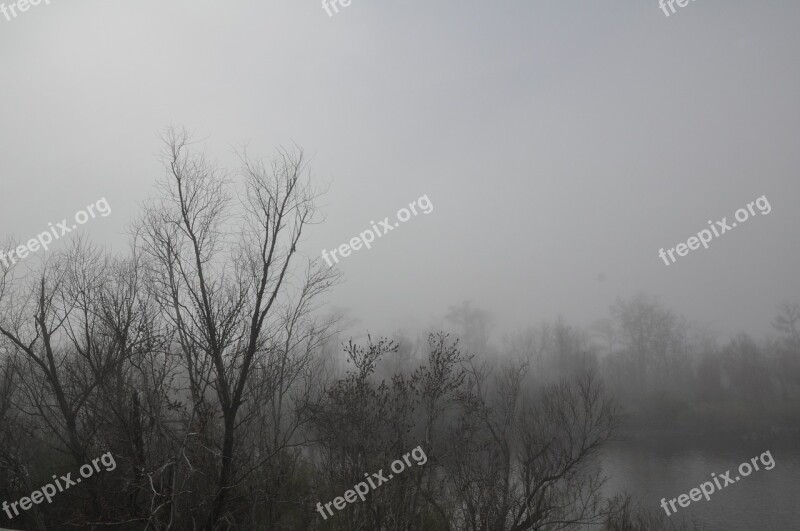 Trees Fog Black And White Bayou Free Photos