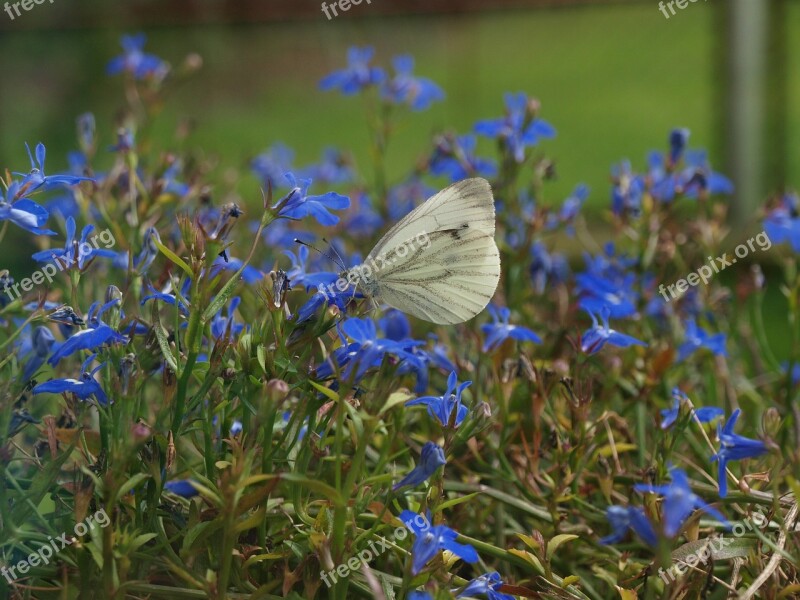 Butterfly In Flowers Butterfly White Butterfly Insects Summer