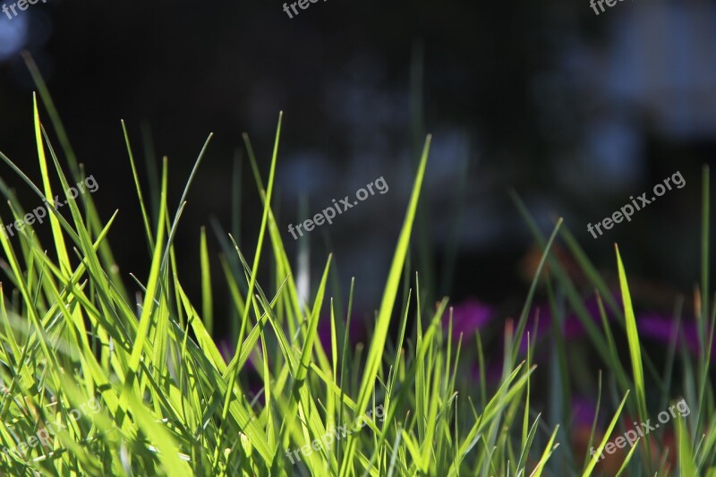 Grass Spring Nature Field Season