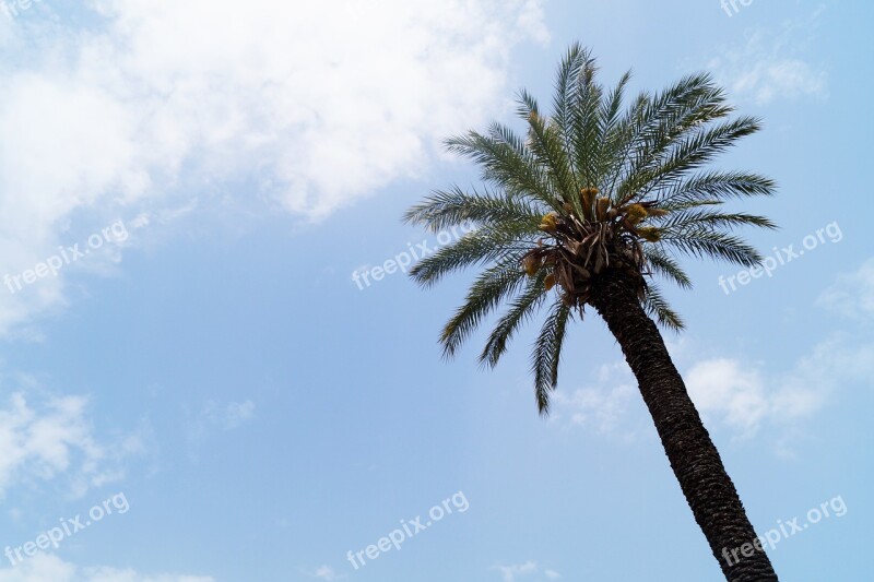 Palm Tree Sky Clouds Blue