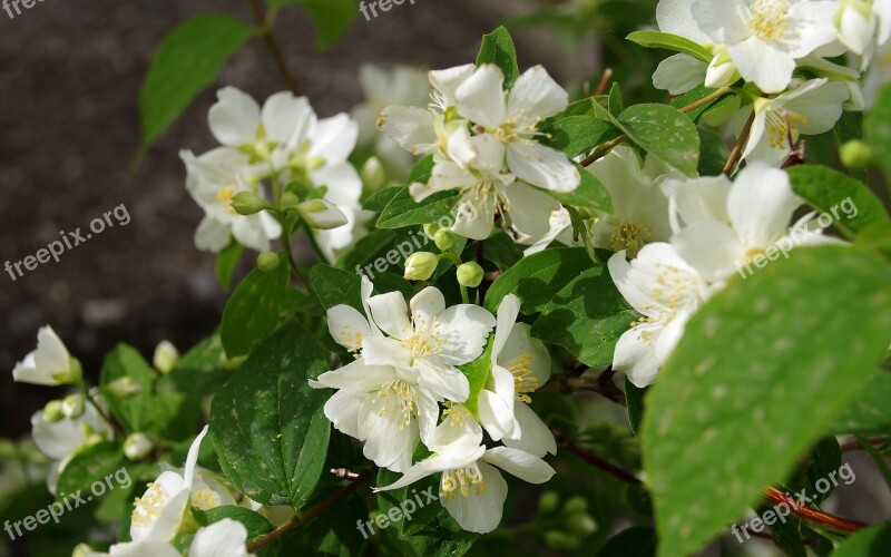 Fiore D'angelo Filadelfo Jasmine Of The Madonna Flowers Spring