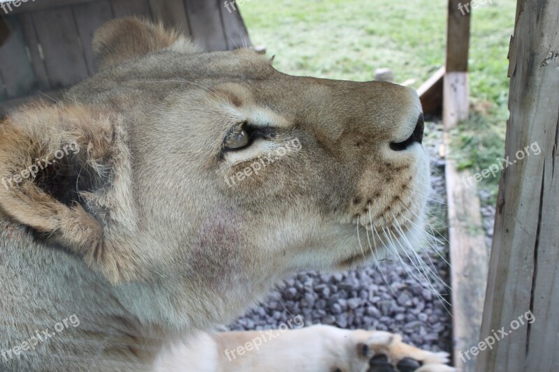 Lioness Safari Park Hemmingford Free Photos