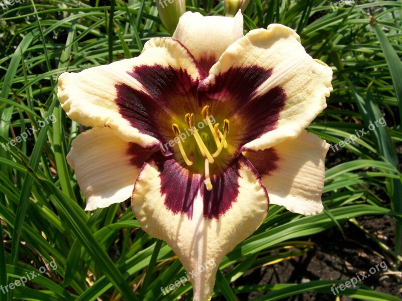 Flower Beige Burgundy Summer Flowers Macro