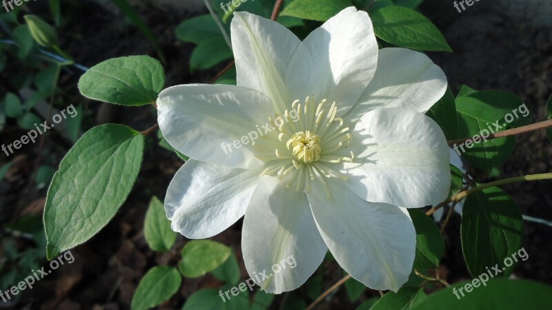 Clematis Guernsey Cream Free Photos