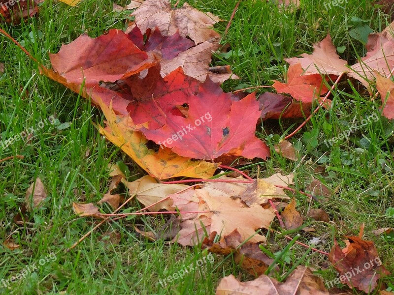 Leaves Grass Autumn Greens Nature