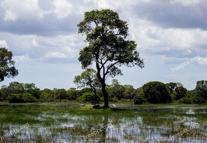 Tree Lake Nature Beauty Green