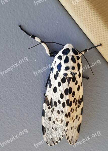 Leopard Moth Bug Insect Black White