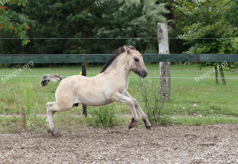 Foal High Country Pony Fawn Gallop Spout