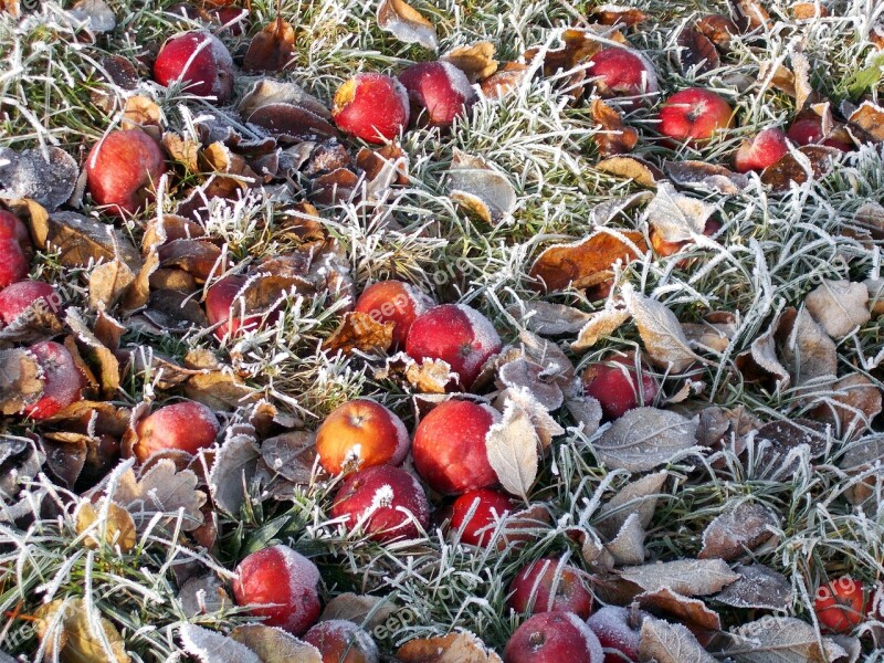 Frost Winter Apple Windfall Hoarfrost