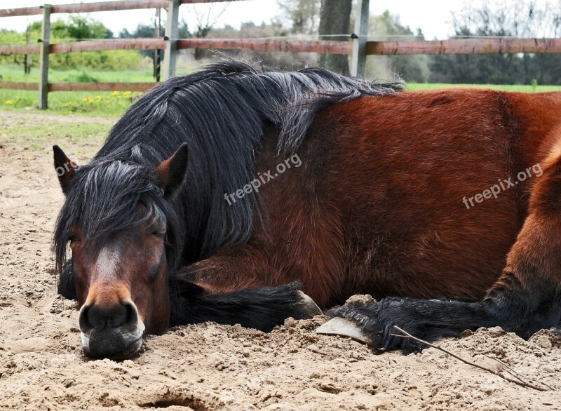 Pony Higland Pony Gelding Brown Concerns