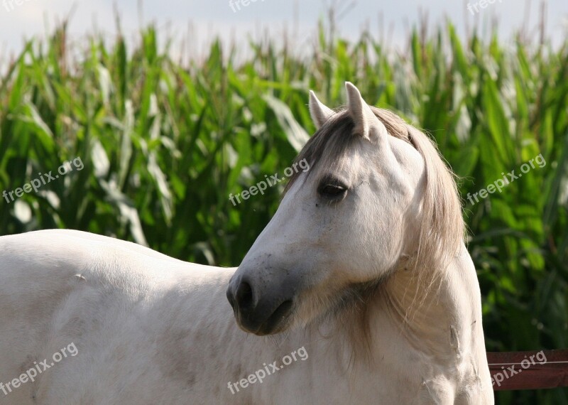 Pony High Country Pony Gelding Mold Corn