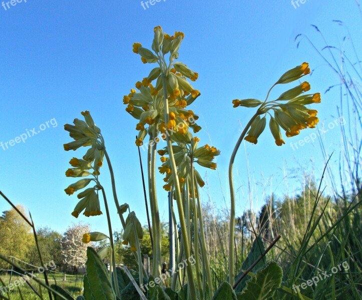 Cowslip Primrose Free Photos