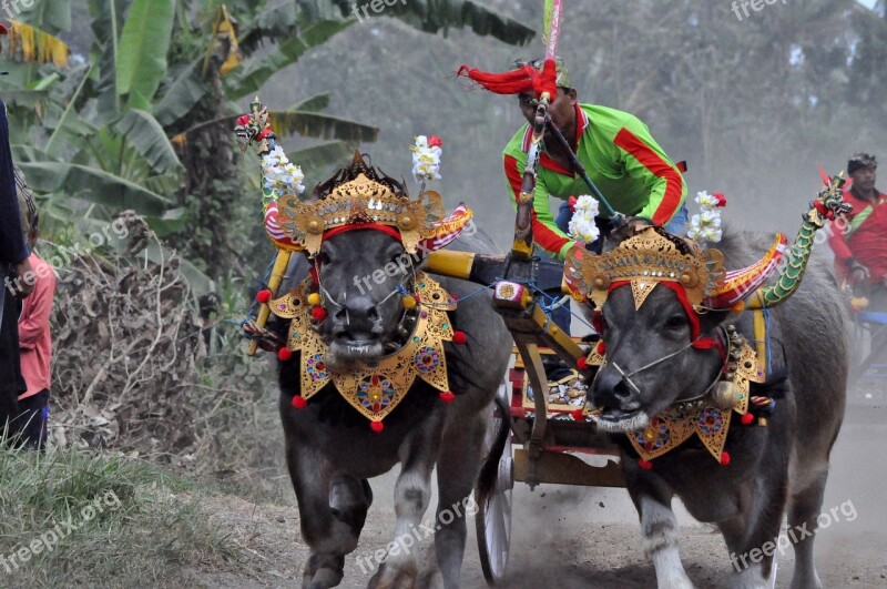 Water Buffalo Water Buffalo Race Tabanan Bull Race Bali