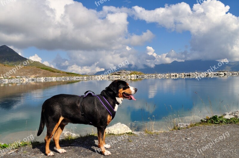 Great Swiss Mountain Dog Eiger-jungfrau Run Grindelwald Hiking Bernese Oberland