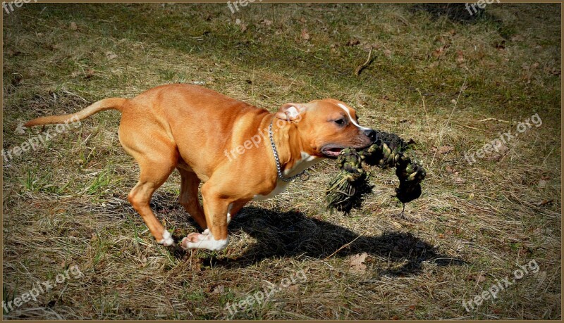 Amstaff Dog Staffy Staffordshire Animal