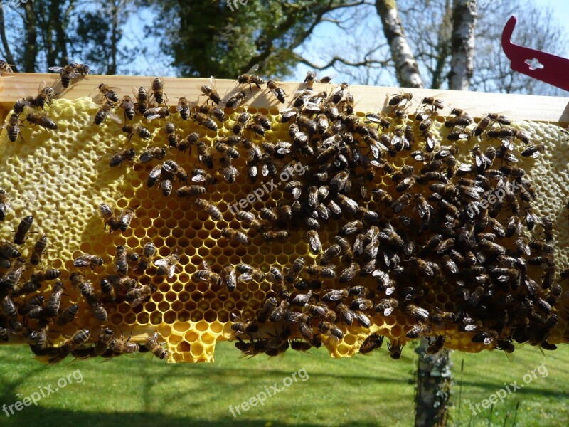 Honeybees Honeycomb Honey Bee Beekeeping