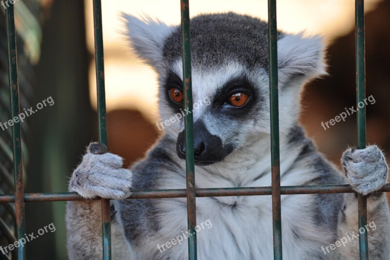 Lemur Animal Cage Big Eyes Madagascar